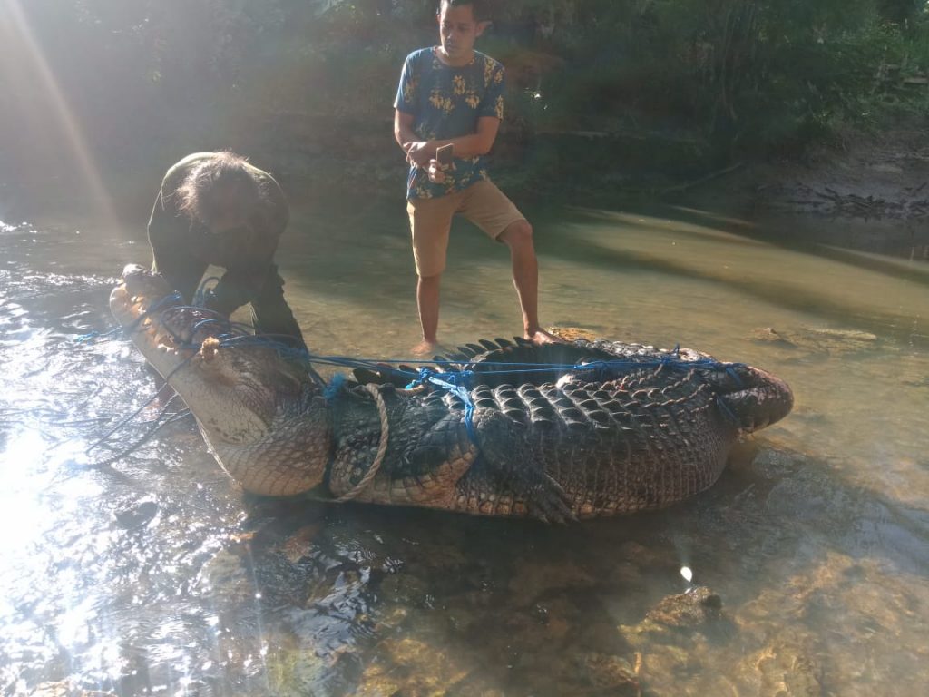 Dipancing Tali Nilon, Seekor Buaya Sepanjang 5 Meter Ditangkap Warga Muna Dipancing Tali Nilon, Seekor Buaya Sepanjang 5 Meter Ditangkap Warga Muna