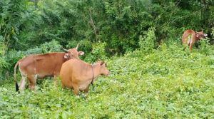 Polsek Wolowa Ungkap Kasus Pencurian Sapi