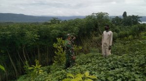 Jaga Ketahanan Pangan, Anggota Koramil 1413-02 Pasarwajo Data Lahan Ubi