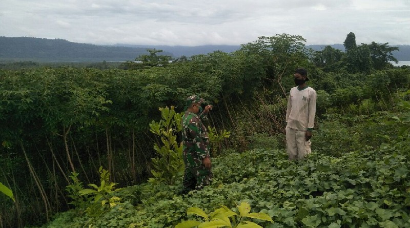 Jaga Ketahanan Pangan, Anggota Koramil 1413-02 Pasarwajo Data Lahan Ubi