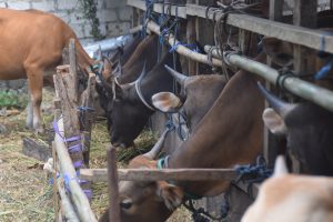 Dinas Pertanian Baubau Buka Pemeriksaan Hewan Kurban tanpa Biaya
