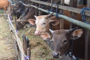 Dinas Pertanian Kota Baubau : Hewan Kurban yang Dijual Sehat