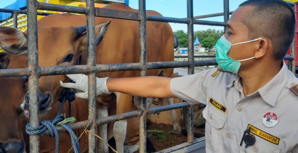 Karantina Pertanian Kendari Tingkatkan Pengawasan Lalulintas Hewan Kurban