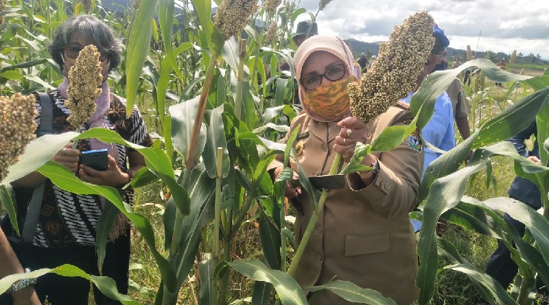 Pemprov Sultra Dukung Kolaka Timur Kembangkan Sorgum