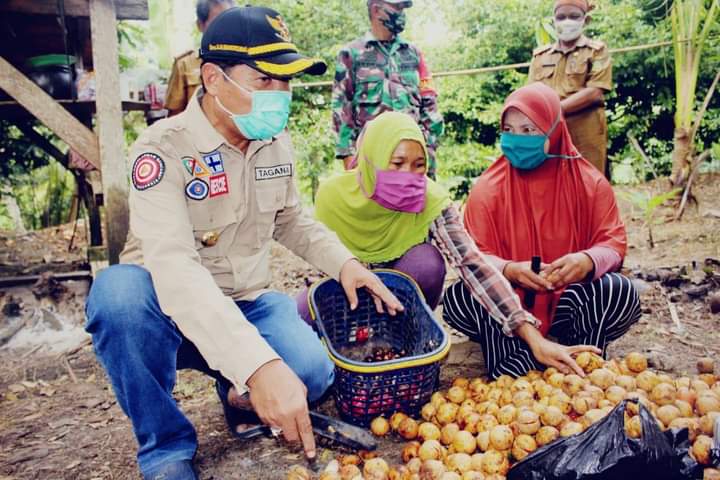 Bupati Buton Panen Pala Banda di Desa Ambuau