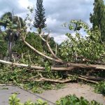 Pohon Besar Depan MAN Baubau Tumbang dan Timpa Mobil Sedan