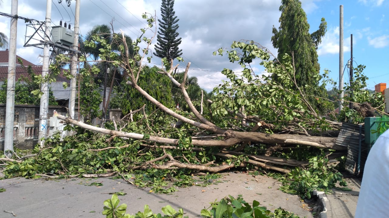 Pohon Besar Depan MAN Baubau Tumbang dan Timpa Mobil Sedan