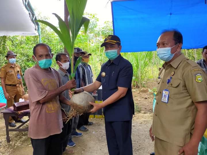 Bupati Kembali Bagikan Puluhan Ribu Bibit Pala dan Kelapa di Buton Bupati Kembali Bagikan Puluhan Ribu Bibit Pala dan Kelapa di Buton