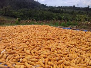 Produksi Hasil Jagung di Sultra Turun 41,22 Persen
