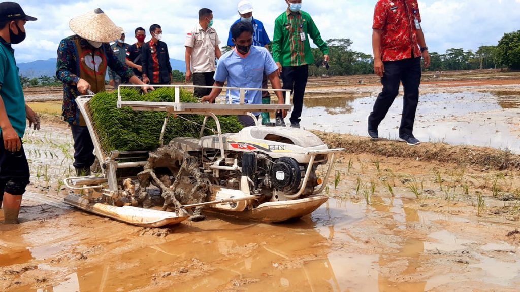 Pemkot kendari Lakukan Penamanan Serentak Sawah Seluas 400 Hektare