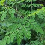 BPS : Daun Kelor Berikan Sumbangan Deflasi Kota Baubau