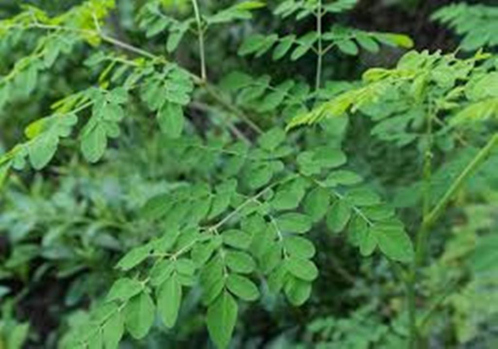 BPS : Daun Kelor Berikan Sumbangan Deflasi Kota Baubau