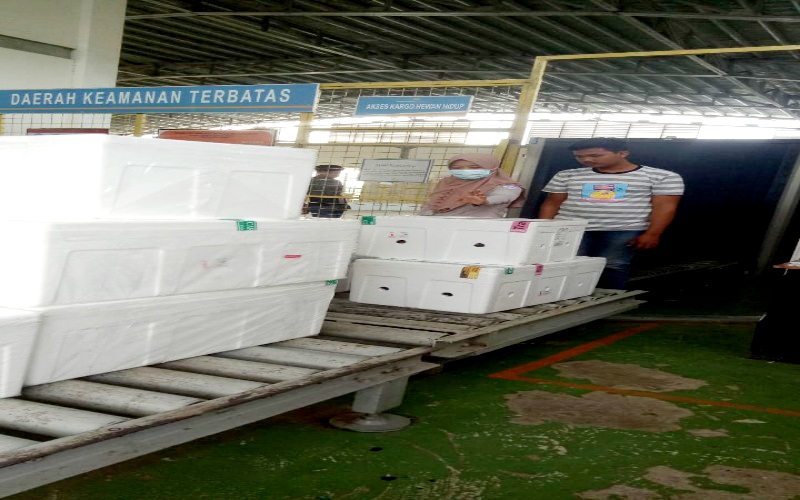 25.300 Ekor Kepiting Bakau Sultra Diekspor Ke Singapura