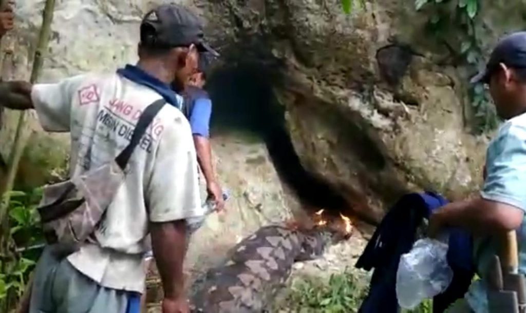 Warga Kaongke-ongkea Tangkap Ular Phyton Usai Mangsa Babi