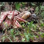 Sesosok Mayat Ditemukan Terbungkus Kain Di Hutan Wolasi