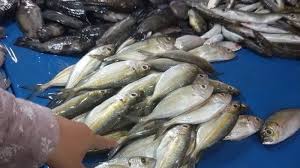 Ikan Langgora dan Ikan Cakalang Penyumbang Inflasi di Kota Baubau