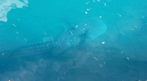 Ikan Hiu Paus Tutul Terjebak dalam Lingkaran Pelabuhan Pelni Murhum Baubau