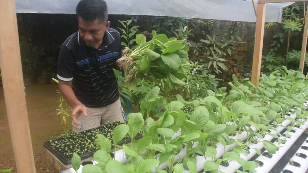 Menanam Berbagai Sayuran Depan Rumah, Seorang ASN di Baubau Puas Berikan Inspirasi dan Manfaat ke Warga
