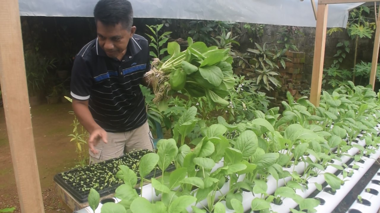 Menanam Berbagai Sayuran Depan Rumah, Seorang ASN di Baubau Puas Berikan Inspirasi dan Manfaat ke Warga