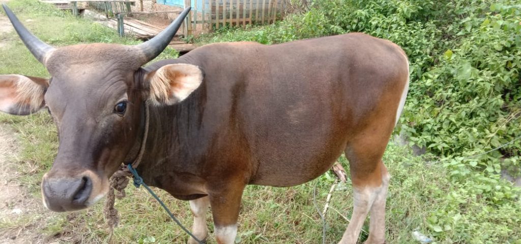 Idul Adha 1442 H, Bupati Buton Berkurban di Wakoko