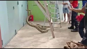 Petugas Damkar Baubau Tangkap Ular Di Ruko Wagangga