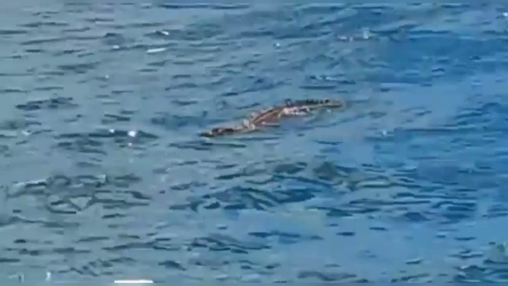 Warga Baubau Dihebohkan Seekor Buaya Muncul Di Dermaga Pelabuhan Murhum