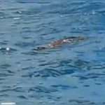 Warga Baubau Dihebohkan Seekor Buaya Muncul Di Dermaga Pelabuhan Murhum