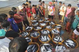Akibat Cuaca Buruk, Hasil Tangkapan Ikan di Baubau Menurun