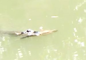 Usai Mandi di Sungai, Bocah SMP di Buton di Terkam Buaya