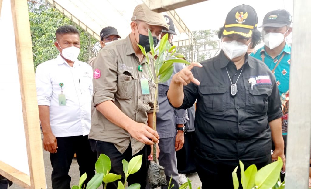 20 Ribu Bibit Mangrove Siap Hijaukan Teluk Kendari
