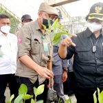 20 Ribu Bibit Mangrove Siap Hijaukan Teluk Kendari