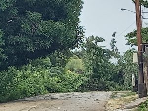 Hujan Disertai Angin Sebabkan Banjir dan Pohon Tumbang