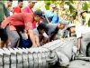 Buaya Sepanjang 4 Meter Ditangkap Warga Buton