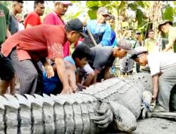Buaya Sepanjang 4 Meter Ditangkap Warga Buton