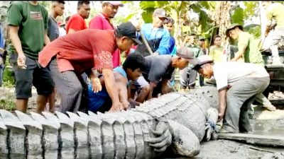 Buaya Sepanjang 4 Meter Ditangkap Warga Buton