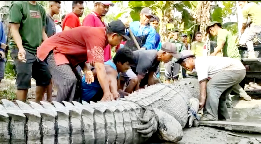 Buaya Sepanjang 4 Meter Ditangkap Warga Buton