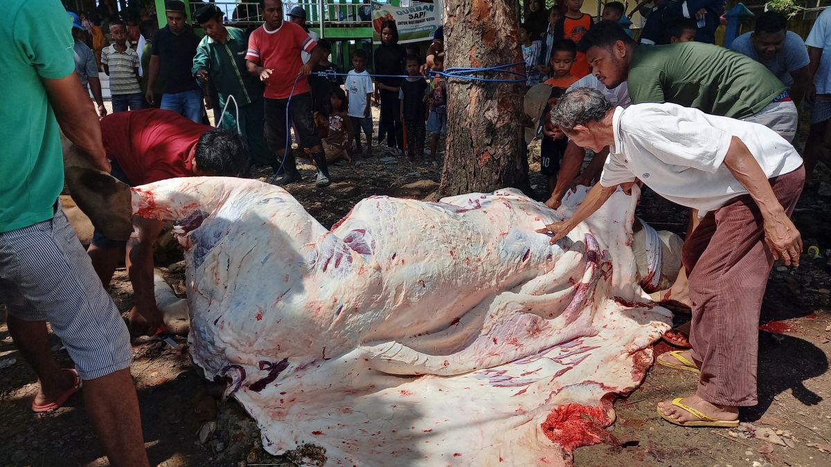 Gubernur Serahkan Sapi Kurban Presiden RI Kepada Bupati Buton Gubernur Serahkan Sapi Kurban Presiden RI Kepada Bupati Buton