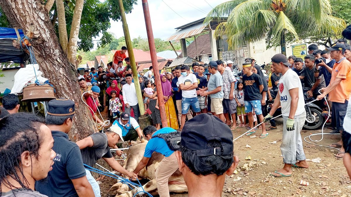 Gubernur Serahkan Sapi Kurban Presiden RI Kepada Bupati Buton Gubernur Serahkan Sapi Kurban Presiden RI Kepada Bupati Buton