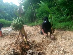 Protes Jalan Rusak, Warga Butur Tanam Pohon Pisang dan Kelapa di Jalan