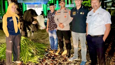 Sapi Kurban Presiden Jokowi Tiba di Buton