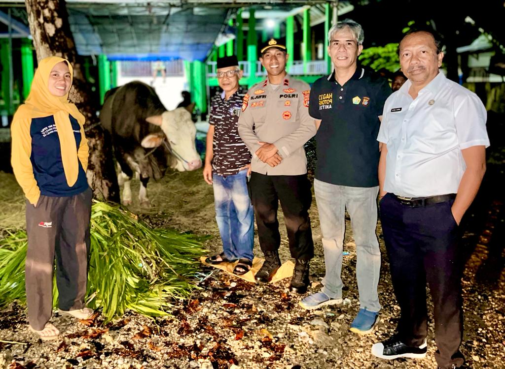 Sapi Kurban Presiden Jokowi Tiba di Buton