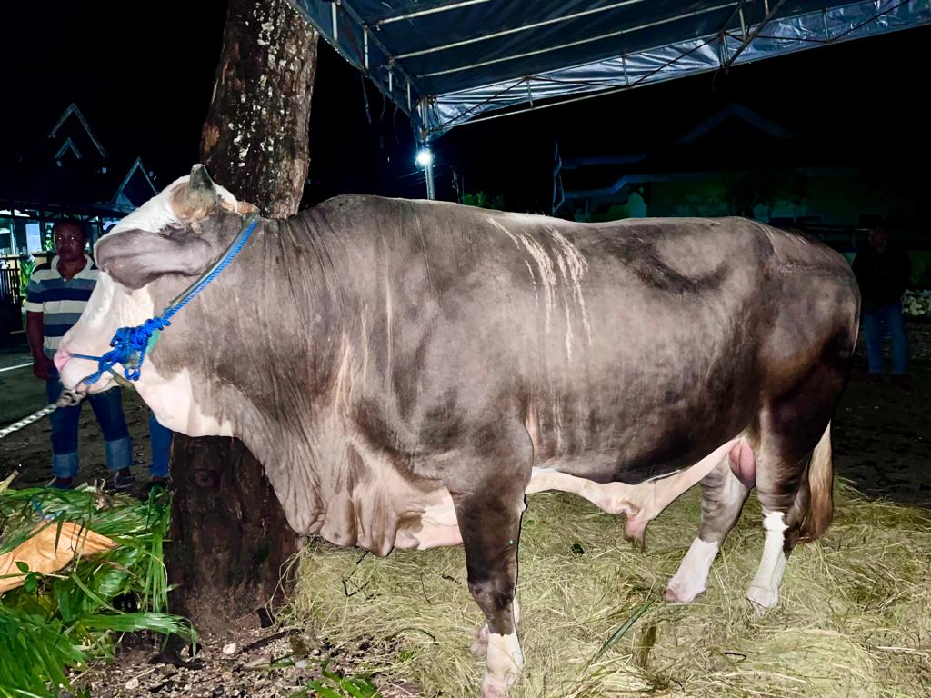 Sapi Kurban Presiden Jokowi Tiba di Buton Sapi Kurban Presiden Jokowi Tiba di Buton