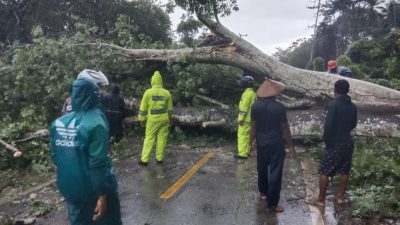 Hujan Disertai Angin Sebabkan Pohon Tumbang di Buton
