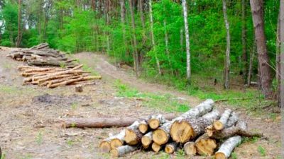 Kepolisian Diminta Berantas Illegal Loging di Desa Wasuamba