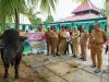 Pemkab Buton Terima Sapi Presiden dari Pemprov Sultra