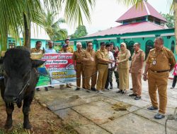 Pemkab Buton Terima Sapi Presiden dari Pemprov Sultra