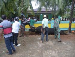 Pj. Bupati Buton Saksikan Penyembelihan Sapi Kurban Presiden Jokowi