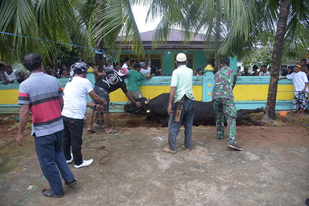 Pj. Bupati Buton Saksikan Penyembelihan Sapi Kurban Presiden Jokowi