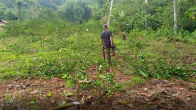 Polisi Amankan Dua Pelaku Pengrusakan Kebun Warga Kapontori