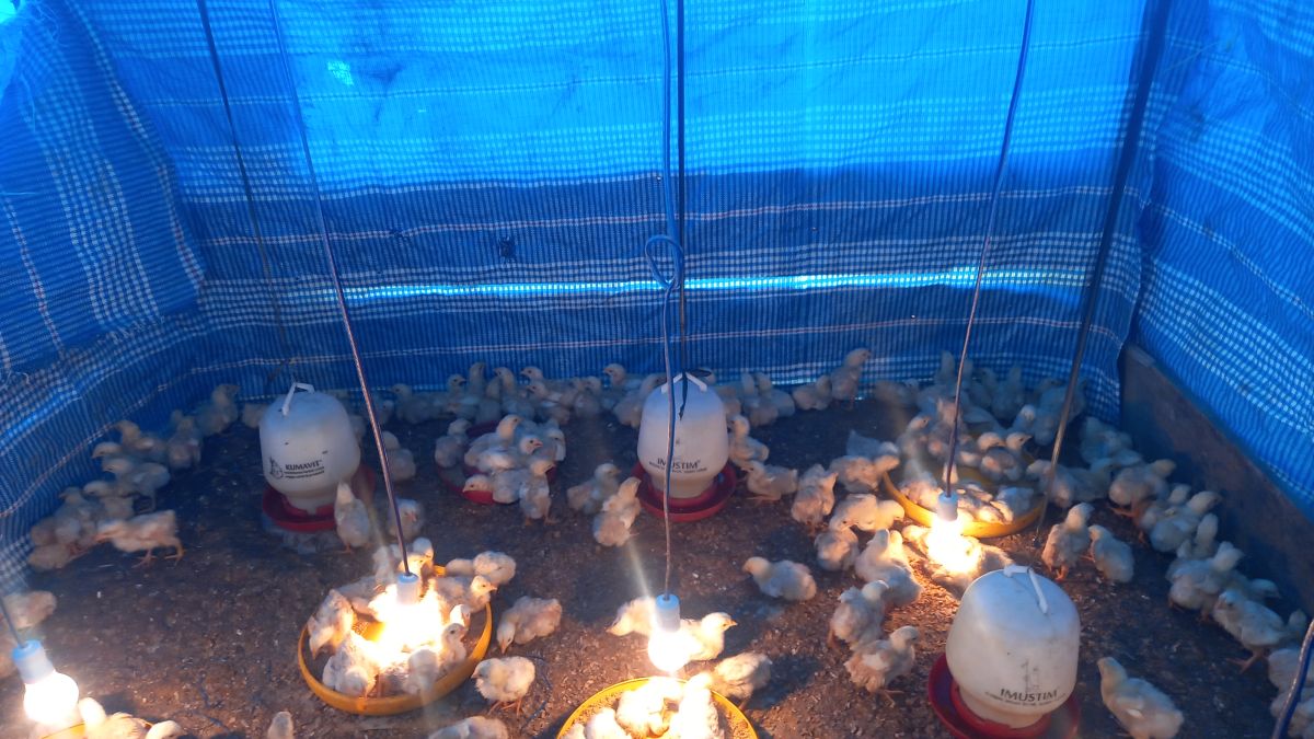 Kades Kabawa Kole Realisasikan Program Budidaya Ayam Pedaging untuk Warga Kades Kabawa Kole Realisasikan Program Budidaya Ayam Pedaging untuk Warga